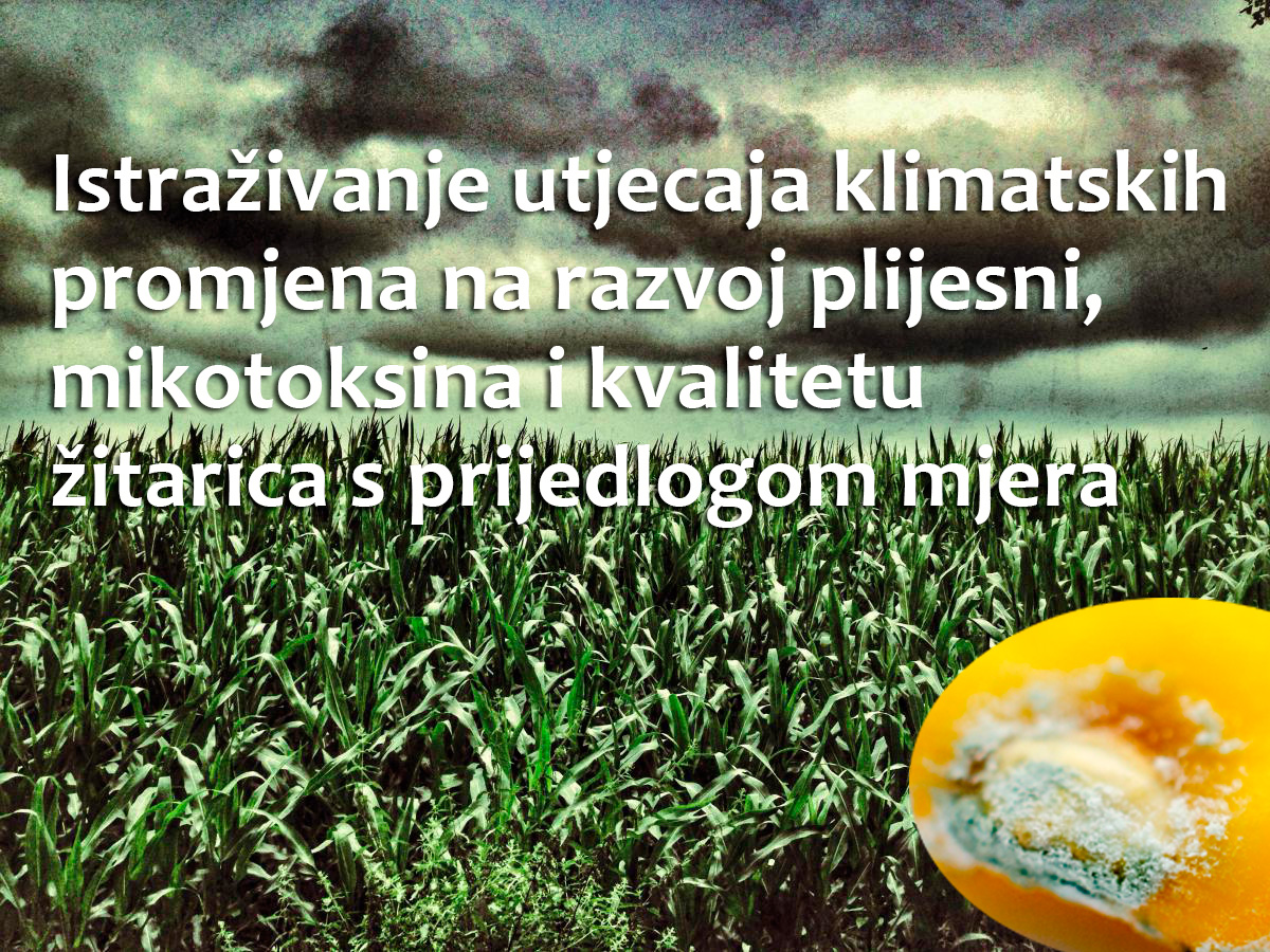 Istraživanje utjecaja klimatskih promjena na razvoj plijesni, mikotoksina i kvalitetu žitarica s prijedlogom mjera