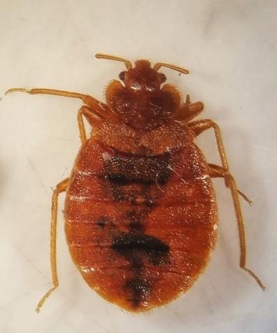 Stjenica (Cx. lectularius)