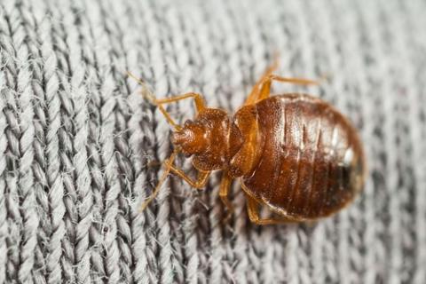 Stjenice (bed bugs)