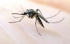 Započela je sezona aktivnosti komaraca. Kako se zaštititi?