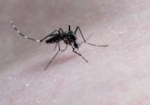 Kako se zaštiti od komaraca?
