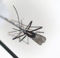 Komarac Aedes albopictus