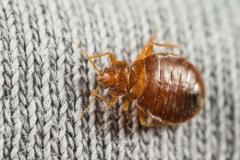 Stjenice (bed bugs)