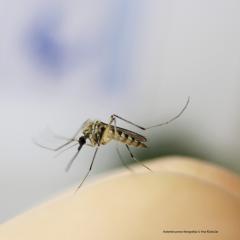 Komarac_NZZJZ A Štampar